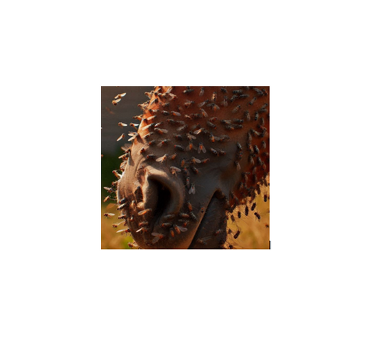 Flies