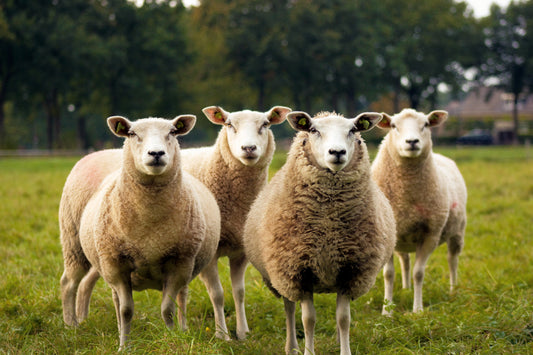 Feeding Sheep