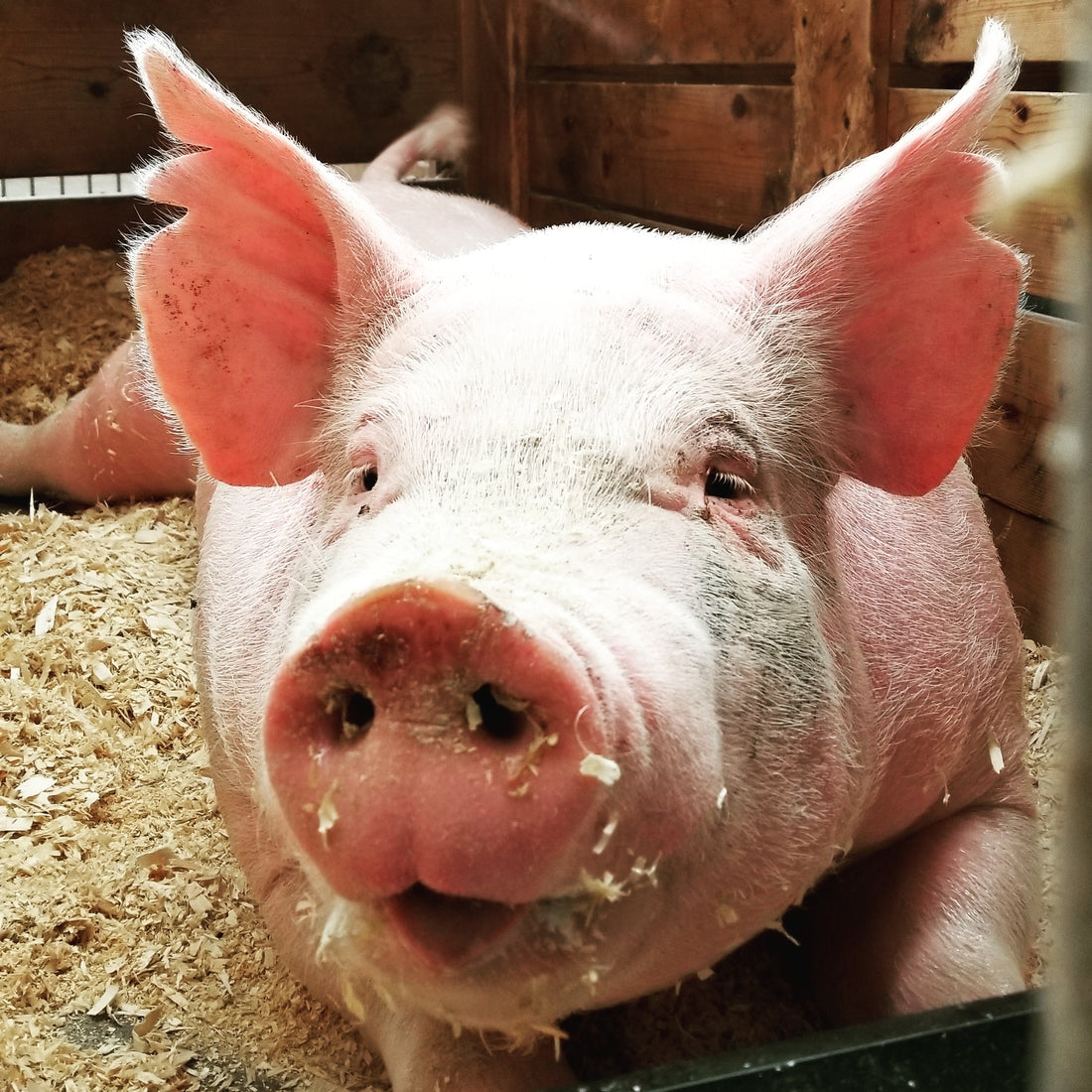 Feeding Pigs