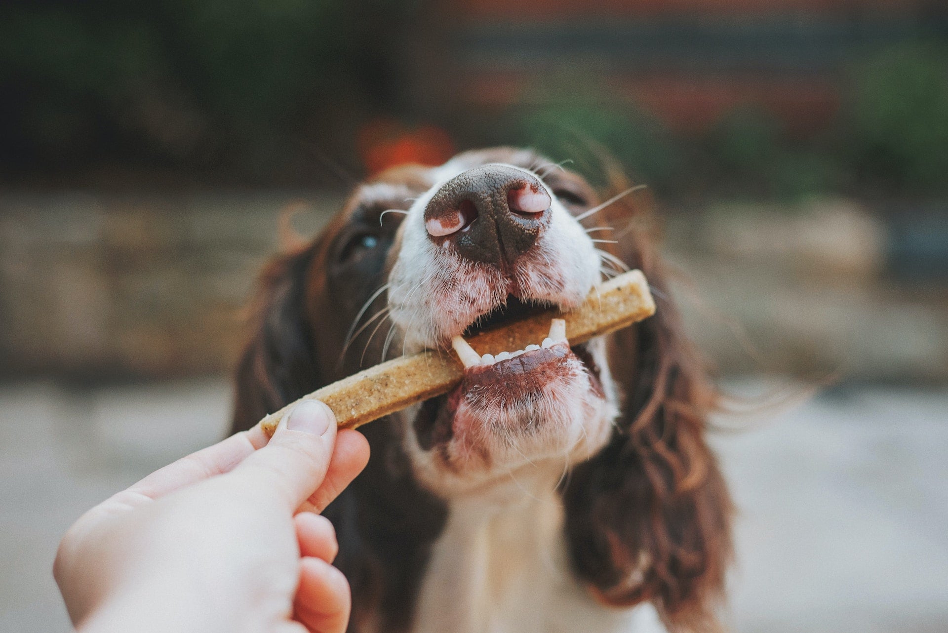 Whitefish Bites  Hollings Pet Treats