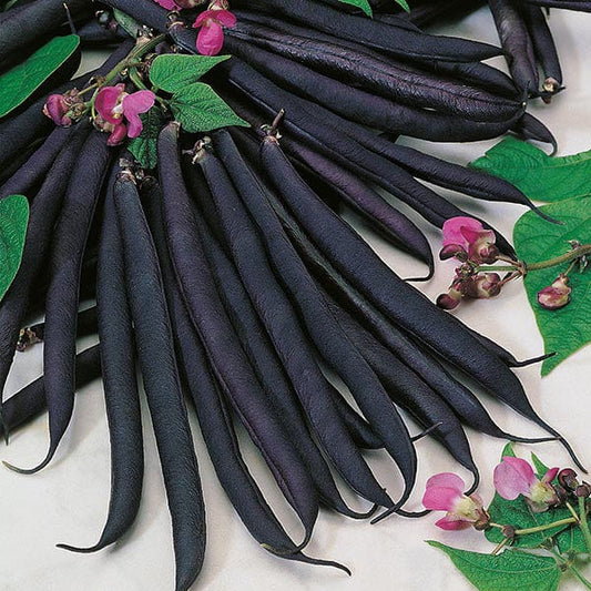 Mr Fothergill's Vegetable Seeds Dwarf French Bean Purple Queen - 100 Seeds