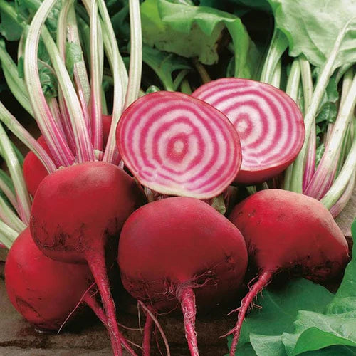 Mr Fothergill's Vegetable Seeds Beetroot Chioggia - 250 Seeds