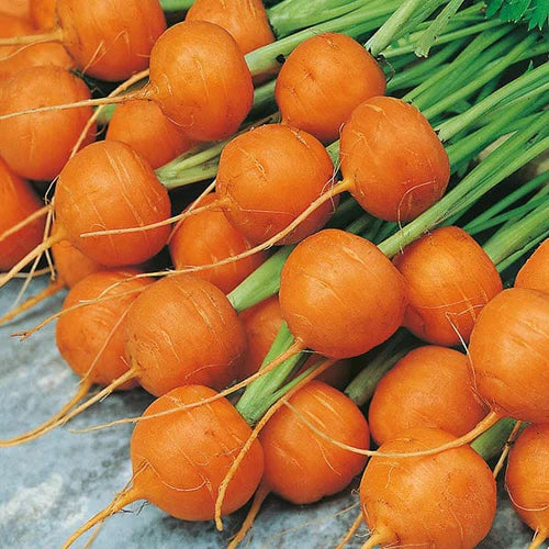 Mr Fothergill's Vegetable Seeds Carrot Paris Market 5 Atlas - 1,000 Seeds