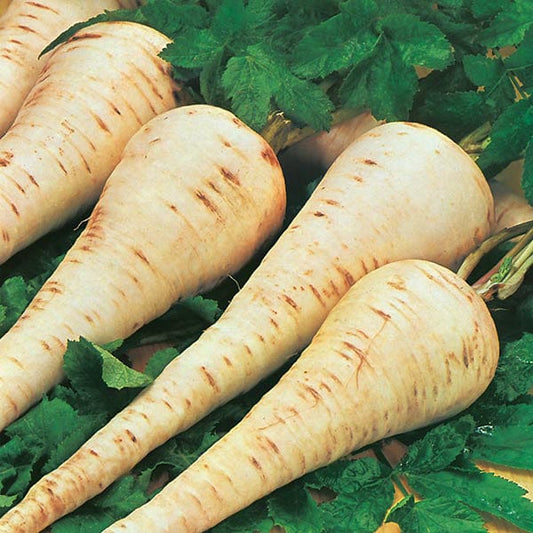 Mr Fothergill's Vegetable Seeds Parsnip Gladiator F1 - 200 Seeds