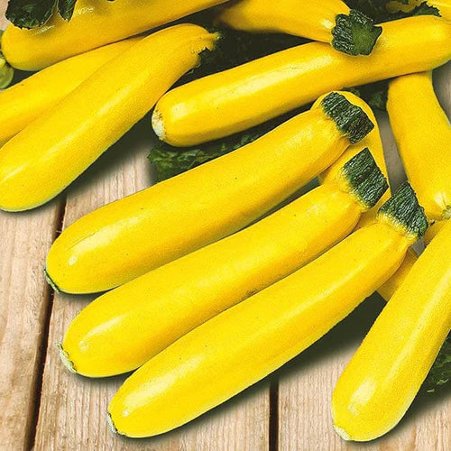 Mr Fothergill's Vegetable Seeds Courgette Soleil F1 - 10 Seeds