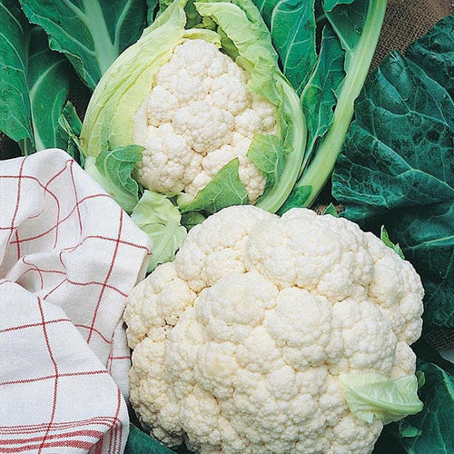 Mr Fothergill's Vegetable Seeds Cauliflower All The Year Round - 200 Seeds