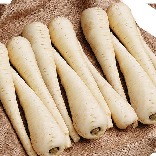 Mr Fothergill's Vegetable Seeds Parsnip Javelin F1 - 200 Seeds
