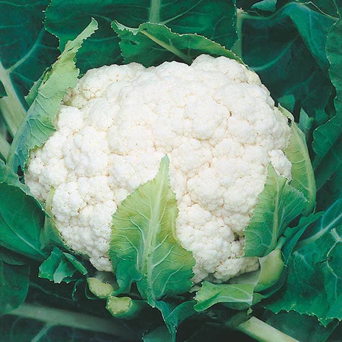 Mr Fothergill's Vegetable Seeds Cauliflower Aalsmeer - 75 Seeds