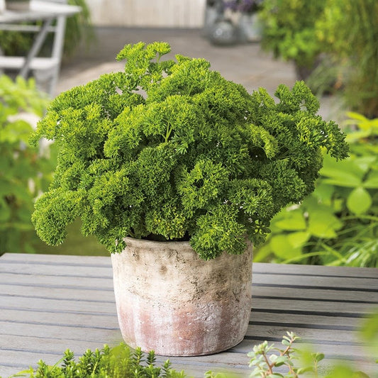 Mr Fothergill's Herb Seeds Parsley Moss Curled 2 - 1000 Seeds