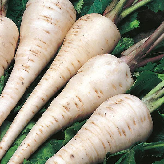 Mr Fothergill's Vegetable Seeds Parsnip White Gem - 500 Seeds