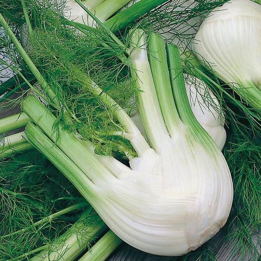 Mr Fothergill's Vegetable Seeds Fennel Di Firenze - 250 Seeds