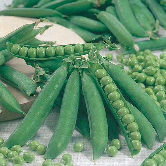 Mr Fothergill's Vegetable Seeds Pea Kelvedon Wonder - 400 Seeds