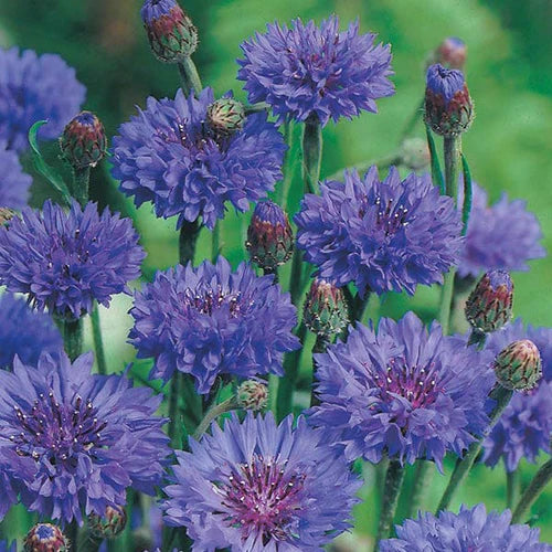 Mr Fothergill's Flower Seeds Cornflower Blue Ball - 250 Seeds