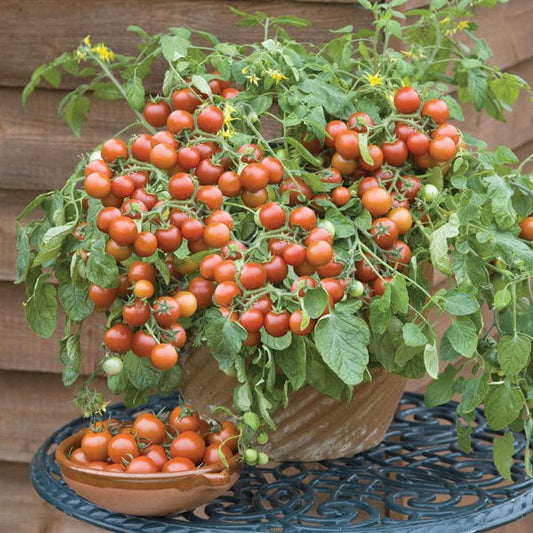 Mr Fothergill's Tomato Seeds Cherry Falls - 15 Seeds