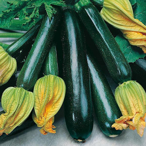 Mr Fothergill's Vegetable Seeds Courgette Black Beauty - 10 Seeds