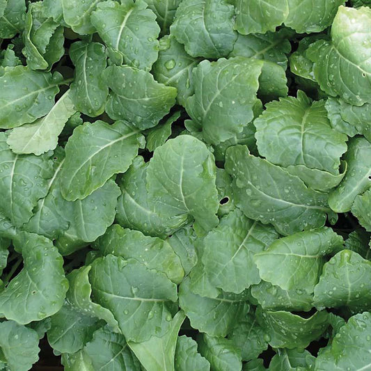 Mr Fothergill's Vegetable Seeds Kale (Ethiopian) Amara - 500 Seeds