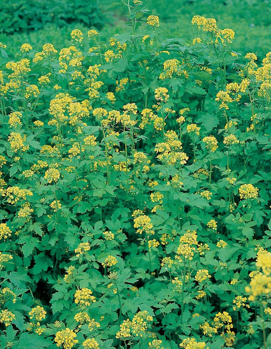 Mr Fothergill's Vegetable Seeds Green Manure Mustard White - 70g Covers 25sq.m