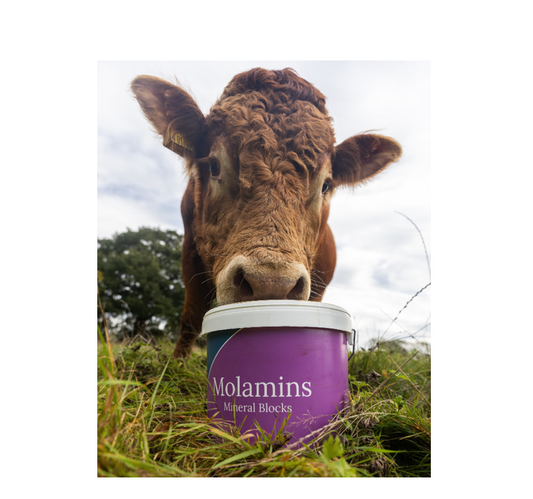 Dallas Keith MolaMin Mineral Block Young Stock 20Kg