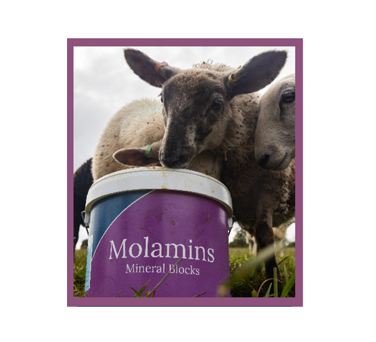 Dallas Keith MolaMin Mineral Bucket Sheep 20kg