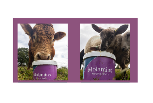 Dallas Keith MolaMin Mineral Bucket Garlyx (Sheep/Cattle) 20Kg