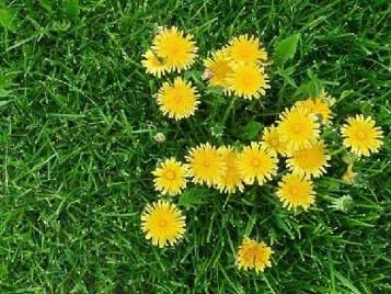 Weedol® Gun!™ Lawn Weedkiller Ready to Use 800ml