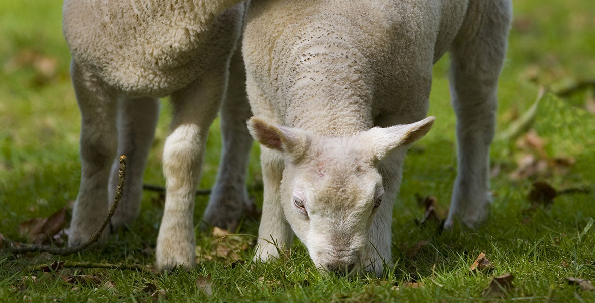 W F Duffield & Sons Lamb Creep 18 Pellets 25kg