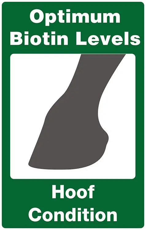 British Horse Feeds Fibre Beet 20Kg