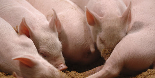 W F Duffield & Sons Pig Weaner/Grower 19 Pellets 20kg