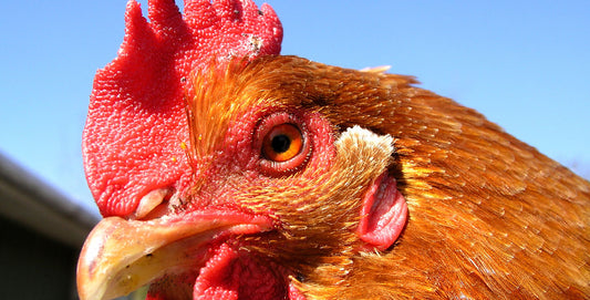 W F Duffield Chickens Choice 17 Layers Meal 20kg