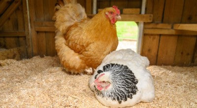 Sundown Egg-E-Bed Poultry Bedding 19Kg
