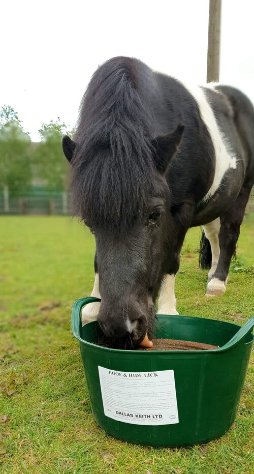 Dallas Keith Equine Flexi Tub +Herbs 12.5Kg