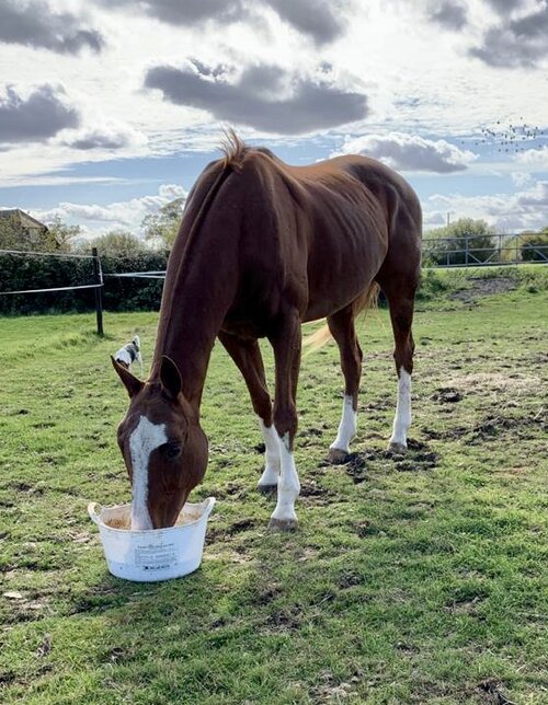 Dallas Keith Equine Flexi Tub +Menthol 12.5Kg