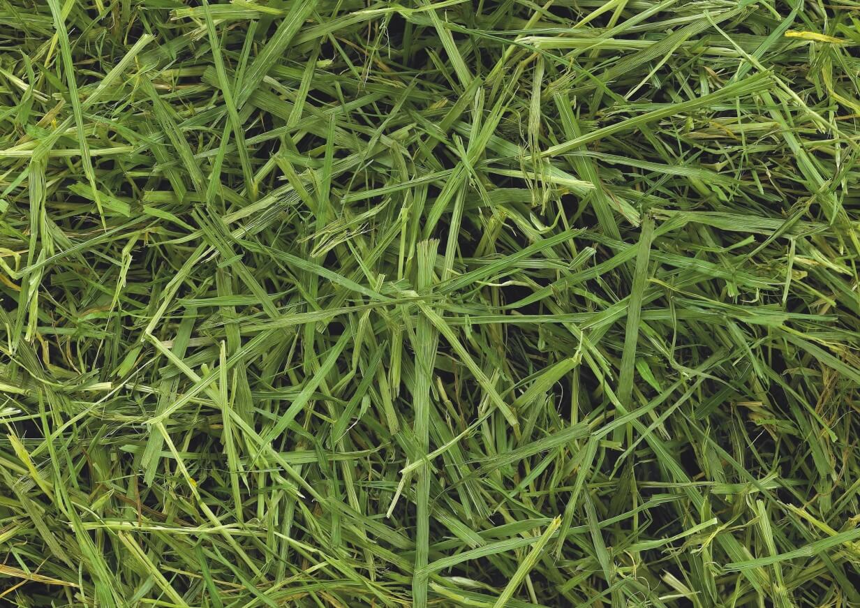 Friendship Estate Readigrass 15Kg
