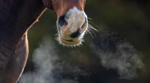 Why Does my Horse Cough?