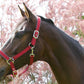 Woof Wear Contour Head Collar - Pony, Cob & Full - Various Colours