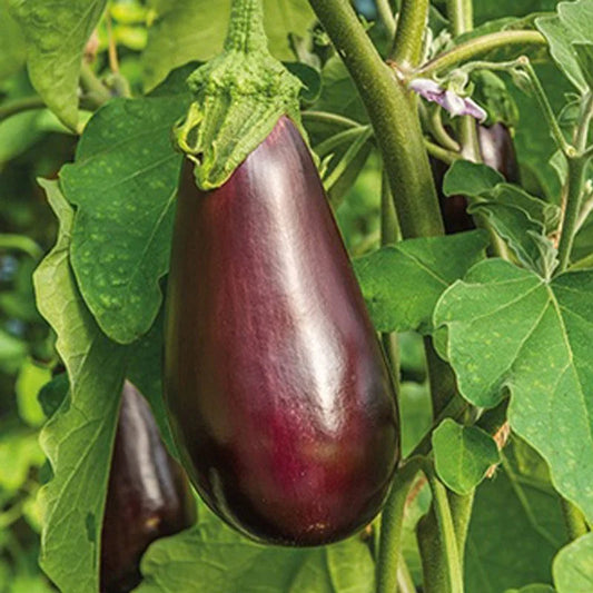 Mr Fothergill's Vegetable Seeds Aubergine Black Beauty - 150 Seeds