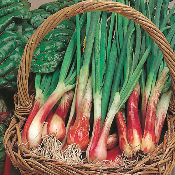 Mr Fothergill's Salad Seeds Onion (Spring) North Holland Blood - 500 Seeds