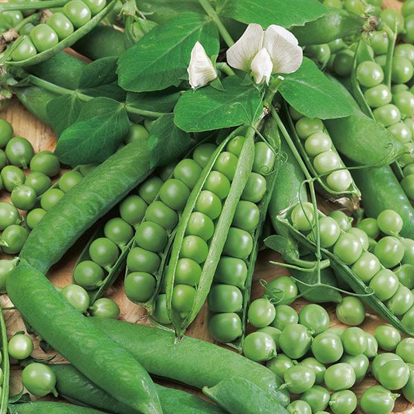 Mr Fothergill's Vegetable Seed Pea Ambassador - 325 Seeds