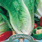 Mr Fothergill's Salad Seeds Lettuce Lobjoits Green Cos - 1,250 Seeds