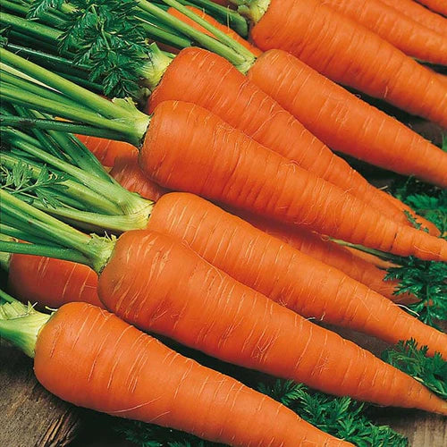 Mr Fothergill's Vegetable Seeds Carrot Autumn King 2 - 2,000 Seeds