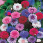 Mr Fothergill's Flower Seeds Cornflower Tall Mixed - 500 Seeds