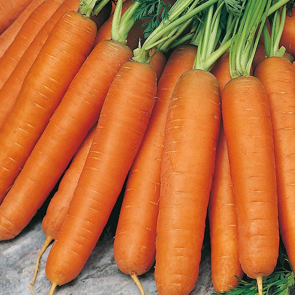 Mr Fothergill's Vegetable Seeds Carrot Nantes 5 - 2,000 Seeds