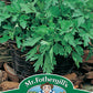 Mr Fothergill's Herb Seeds Parsley Plain Leaved 2 - 1000 Seeds