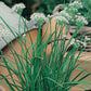 Mr Fothergill's Herb Seeds Garlic Chives - 300 Seeds