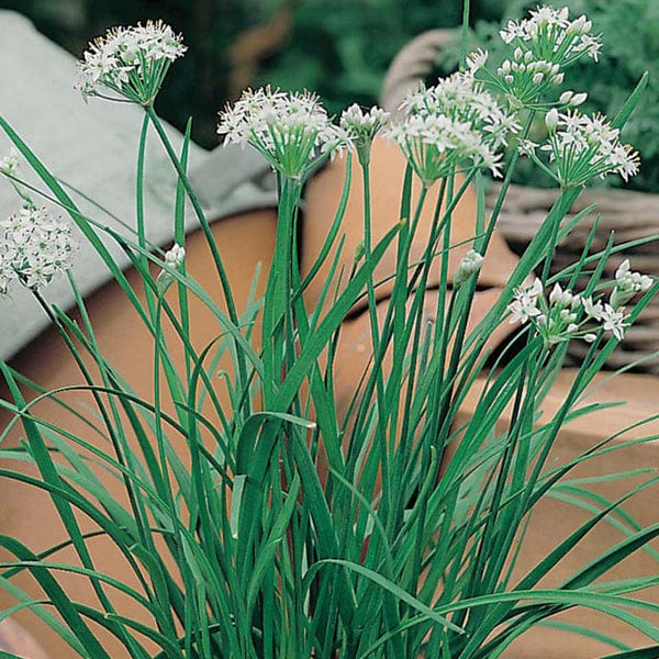 Mr Fothergill's Herb Seeds Garlic Chives - 300 Seeds