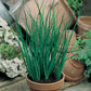 Mr Fothergill's Herb Seeds Chive