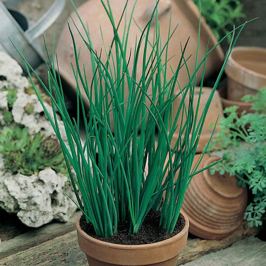 Mr Fothergill's Herb Seeds Chive