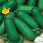 Mr Fothergill's Salad Seeds Cucumber Beth Alpha - 40 Seeds