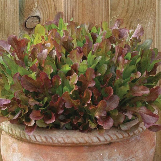 Mr Fothergill's Salad Seeds Mixed Lettuce Red Leaves - 1000 Seeds