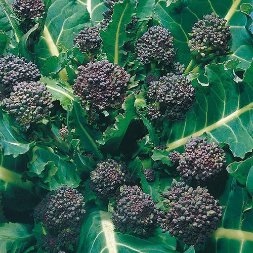 Mr Fothergill's Vegetable Seeds Broccoli Early Purple Sprouting - 500 Seeds